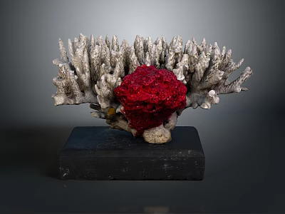 Sculptural Coral Structure With Grayish White Branches And Vibrant Red Center On Black Base 3d model
