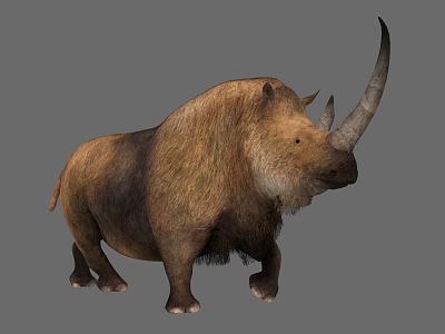 Shaggy Brown Prehistoric Rhinoceros With Large Curved Horn And Stocky Body 3d model