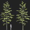 Two Tall Green Trees With Leafy Branches And Human Silhouette