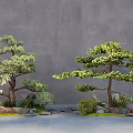 Two Lush Ornamental Trees With Stones and Small Shrubs Against Gray Wall