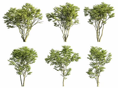 Various Arbor Trees With Green Foliage On Isolated White Background 3d model