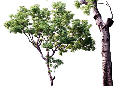 Tall Arbor With Lush Green Leaves And Extended Branches On Sturdy Trunk 3d model