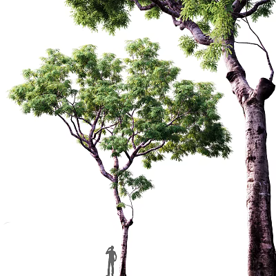 The Modern Tree 3d model