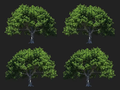 Lush Green Arbor Trees With Dense Foliage And Strong Trunks In Natural Landscape 3d model