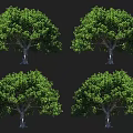 Lush Green Arbor Trees With Dense Foliage And Strong Trunks In Natural Landscape