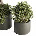 Bonsai Potted Plants With Round Green Leaves And Different Size Trunks In Black Pots