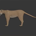 Realistic Light Brown Puma Standing On Dark Background With Surface Reflection 3d model