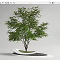 landscape tree red maple claw maple pond 3d model