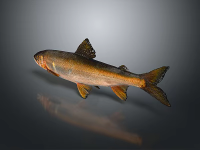 Golden Brown Fish With Sleek Body Fins And Tail Showing Reflection On Gray Background 3d model