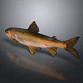 Golden Brown Fish With Sleek Body Fins And Tail Showing Reflection On Gray Background