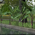 Arbor Trees Along Waterfront With Banana Plants Grass And Bushes In Natural Landscape
