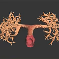 modern bronchus trachea 3d model