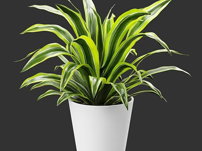 Lush Bonsai Potted Plant With Green And White Striped Leaves In White Ceramic Pot 3d model