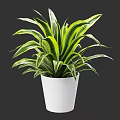 Lush Bonsai Potted Plant With Green And White Striped Leaves In White Ceramic Pot