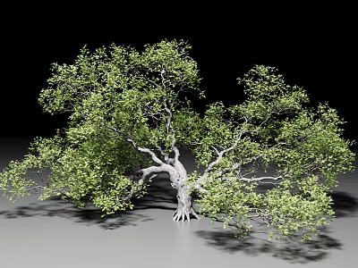 Lush Green Arbor With Thick Trunk Exposed Roots And Dense Foliage 3d model