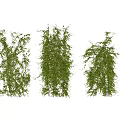 Modern Vine Honeysuckle 3d model