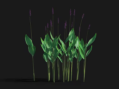 Beautiful Purple Flowers With Long Green Leaves Against Black Background In Natural Arrangement 3d model