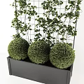 Spherical Green Potted Plants in Gray Container with Grid Background and Climbing Vines