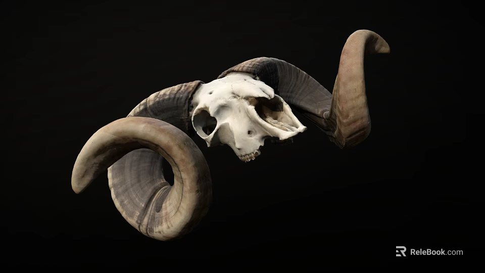 Detailed Ram Skull With Large Curved Horns Isolated On Black Background 3d model 