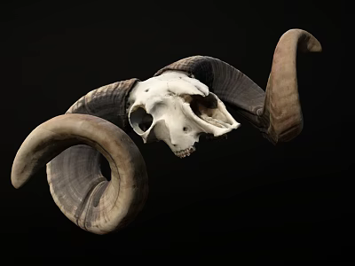 Detailed Ram Skull With Large Curved Horns Isolated On Black Background 3d model