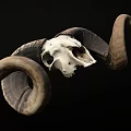 Detailed Ram Skull With Large Curved Horns Isolated On Black Background