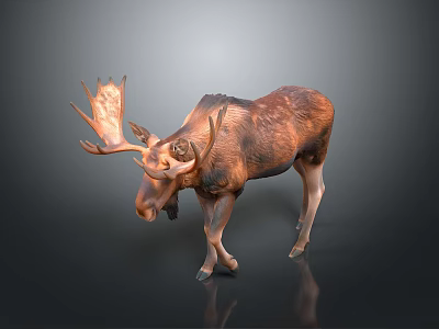 Moose with large antlers and brown fur standing on plain gray background with reflection 3d model