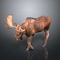 Moose with large antlers and brown fur standing on plain gray background with reflection
