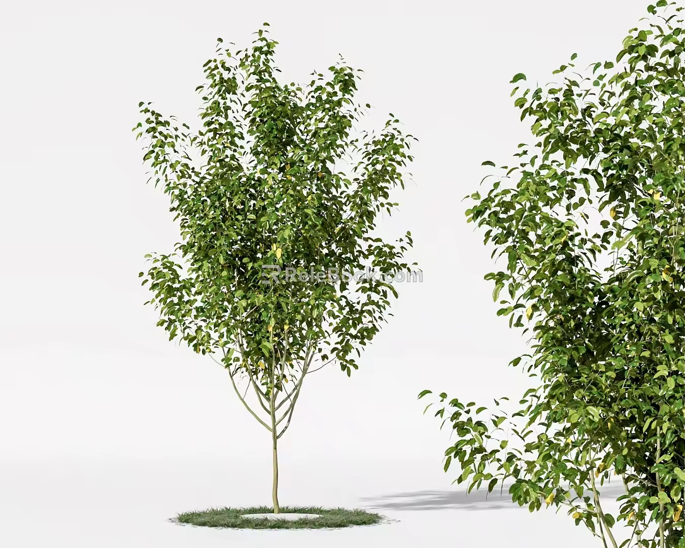 landscape tree big tree pool street tree 3d model