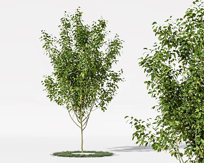 Tall Deciduous Tree with Lush Green Leaves Straight Trunk and Natural Growth in Outdoor Area 3d model