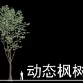 Dynamic Deciduous Maple Tree with Lush Green Foliage and Human Figure for Scale