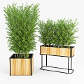 Plant Potted Plant Combination Plant Flower Pot Flower Tank Potted Green Plant Bonsai Wooden Box Box 3d model