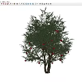 Landscape Tree Pomegranate Tree Ornamental Trees Fruit Tree 3d model