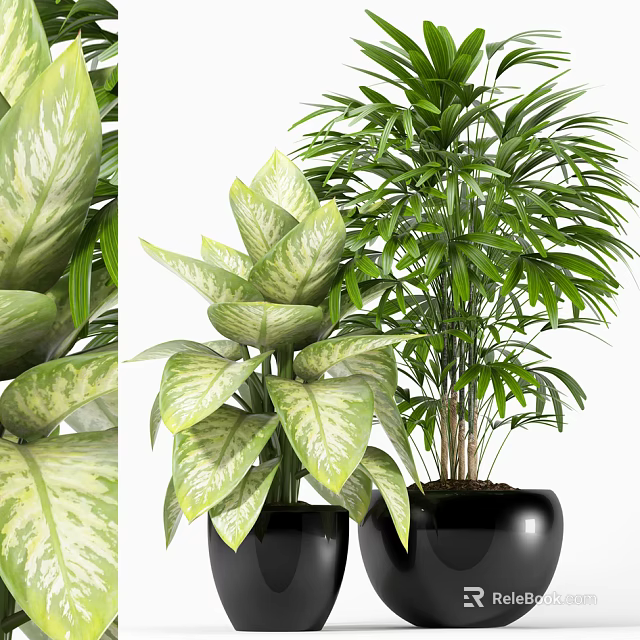 Indoor Bonsai Potted Plants with Variegated Broad Leaves in Black Pots 3d model 