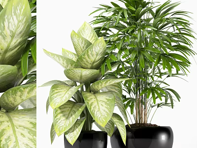 Indoor Bonsai Potted Plants with Variegated Broad Leaves in Black Pots 3d model