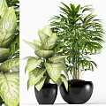 Indoor Bonsai Potted Plants with Variegated Broad Leaves in Black Pots