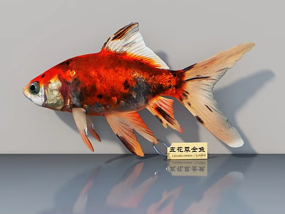 Stunning Red Tail Black Arowana With Glossy Black Body Red Fins And Vibrant Golden Scales 3d model