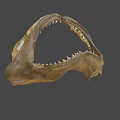 Shark Jaw Fossil With Sharp Teeth On Display In Museum Setting