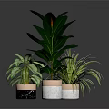 Different Types of Indoor Houseplants in Various Material Pots on Dark Reflective Surface
