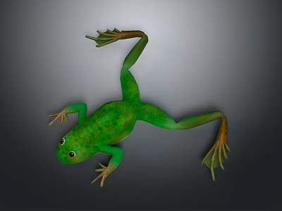 Detailed Green Frog 3D Character Model With Lifelike Texture And Webbed Limbs 3d model