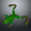 Detailed Green Frog 3D Character Model With Lifelike Texture And Webbed Limbs
