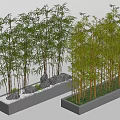 Bamboo Plants In Rectangular Planters With Rocks 3d model