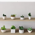Various Succulent Plants In White Pots On Wooden Shelves With White Wall Background