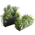 Modern Black Rectangular Planters Filled With Lush Diverse Green Plants 3d model