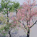 Arbor Trees With Pink Blossoms And Green Leaves In Outdoor Landscape