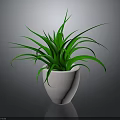 Vibrant Green Plant In White Ceramic Pot With Dark Background And Fresh Leaves