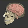 Medical Anatomical Skull Model With Transparent Brain Structure For Human Anatomy Teaching