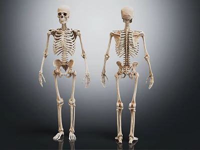 Skeleton Limbs Structure Front And Back View With Arms Legs Hands Feet 3d model
