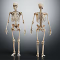 Skeleton Limbs Structure Front And Back View With Arms Legs Hands Feet 3d model