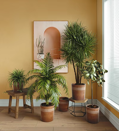Indoor Potted Plants In Terracotta Pots With Yellow Wall Decorative Painting By Window 3d model