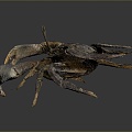 crab sea crab river crab hairy crab bread crab hermit crab big crab small crab marine animal fish 3d model